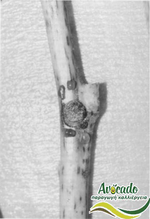 Phytophthora Citricola, ΑΒΟΚΑΝΤΟ ΚΑΛΛΙΕΡΓΙΑ, ΚΑΛΛΙΕΡΓΕΙΑ ΤΙMH ΑΓΟΡΑ, ΔΕΝΤΡΟ / ΔΕΝΔΡΟ ΦΥΤΟ, άρρωστο χώμα, αρρώστιες αβοκάντο
