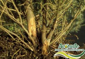 AVOCADO CULTIVATION, CULTIVATION PRICE MARKET BUY, TREE/TREE PLANT, MARKET PLANTS, nursery, 2019, 2020, 2021, wholesale prices, producer prices,