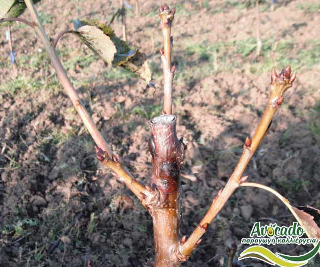 Phytophthora cinnamomi, AVOCADO CULTIVATION, CULTIVATION PRICE MARKET BUY, TREE/TREE PLANT, MARKET PLANTS, nursery, 2019, 2020, 2021, wholesale prices, producer prices,