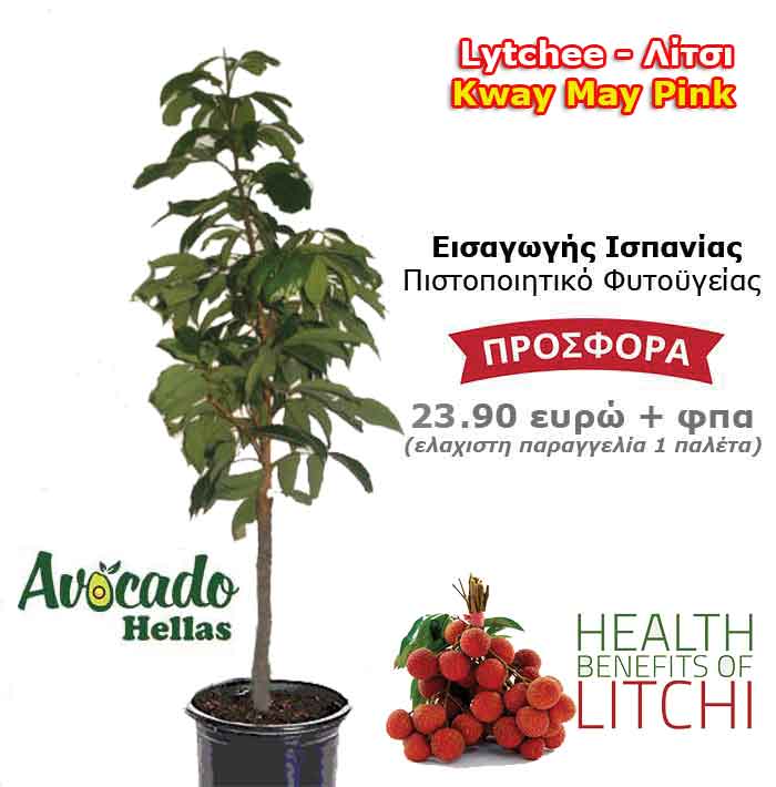 Λιτσι litchi Kway-May-Pink ισπανίας με πιστοποιητικό φυτουγείας