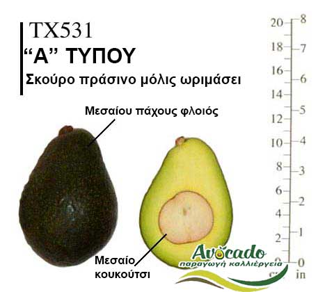 TX531, ΑΒΟΚΑΝΤΟ ΚΑΛΛΙΕΡΓΙΑ, ΚΑΛΛΙΕΡΓΕΙΑ ΤΙMH ΑΓΟΡΑ, ΔΕΝΤΡΟ / ΔΕΝΔΡΟ ΦΥΤΟ, Ελλάδα, Κρήτη, Χανιά