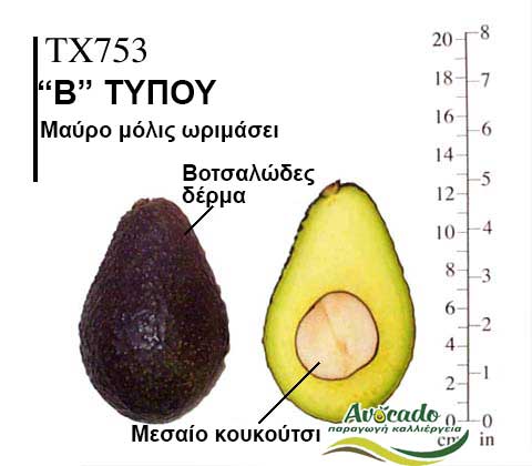 TX753, ΑΒΟΚΑΝΤΟ ΚΑΛΛΙΕΡΓΙΑ, ΚΑΛΛΙΕΡΓΕΙΑ ΤΙMH ΑΓΟΡΑ, ΔΕΝΤΡΟ / ΔΕΝΔΡΟ ΦΥΤΟ, Ελλάδα, Κρήτη, Χανιά