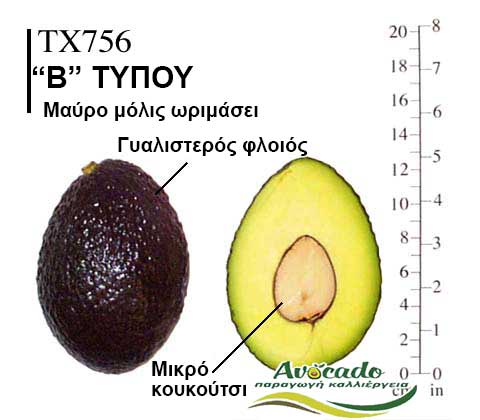 TX756, ΑΒΟΚΑΝΤΟ ΚΑΛΛΙΕΡΓΙΑ, ΚΑΛΛΙΕΡΓΕΙΑ ΤΙMH ΑΓΟΡΑ, ΔΕΝΤΡΟ / ΔΕΝΔΡΟ ΦΥΤΟ, Ελλάδα, Κρήτη, Χανιά