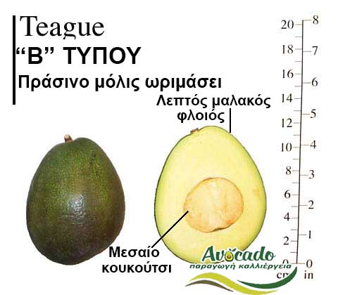 Teague, ΑΒΟΚΑΝΤΟ ΚΑΛΛΙΕΡΓΙΑ, ΚΑΛΛΙΕΡΓΕΙΑ ΤΙMH ΑΓΟΡΑ, ΔΕΝΤΡΟ / ΔΕΝΔΡΟ ΦΥΤΟ, Ελλάδα, Κρήτη, Χανιά