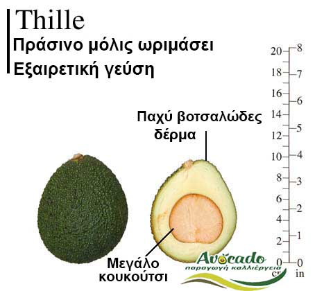 Thille, ΑΒΟΚΑΝΤΟ ΚΑΛΛΙΕΡΓΙΑ, ΚΑΛΛΙΕΡΓΕΙΑ ΤΙMH ΑΓΟΡΑ, ΔΕΝΤΡΟ / ΔΕΝΔΡΟ ΦΥΤΟ, Ελλάδα, Κρήτη, Χανιά