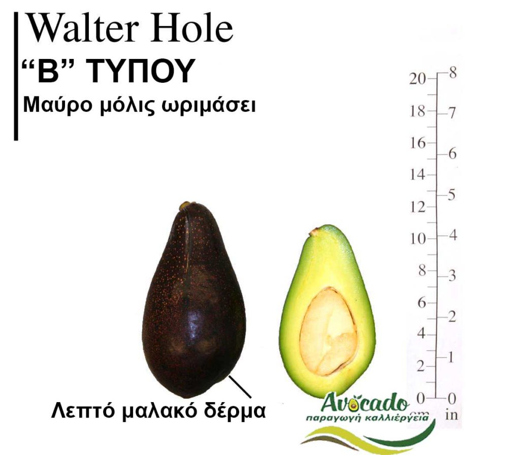 WalterHole, ΑΒΟΚΑΝΤΟ ΚΑΛΛΙΕΡΓΙΑ, ΚΑΛΛΙΕΡΓΕΙΑ ΤΙMH ΑΓΟΡΑ, ΔΕΝΤΡΟ / ΔΕΝΔΡΟ ΦΥΤΟ, Ελλάδα, Κρήτη, Χανιά