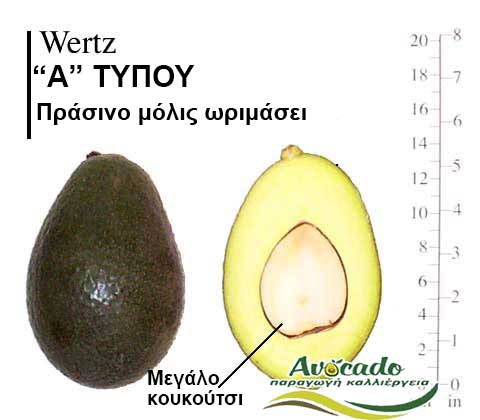 Wertz, ΑΒΟΚΑΝΤΟ ΚΑΛΛΙΕΡΓΙΑ, ΚΑΛΛΙΕΡΓΕΙΑ ΤΙMH ΑΓΟΡΑ, ΔΕΝΤΡΟ / ΔΕΝΔΡΟ ΦΥΤΟ, Ελλάδα, Κρήτη, Χανιά