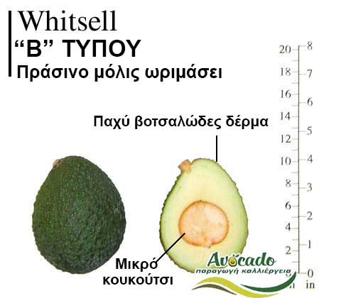 Whitsell, ΑΒΟΚΑΝΤΟ ΚΑΛΛΙΕΡΓΙΑ, ΚΑΛΛΙΕΡΓΕΙΑ ΤΙMH ΑΓΟΡΑ, ΔΕΝΤΡΟ / ΔΕΝΔΡΟ ΦΥΤΟ, Ελλάδα, Κρήτη, Χανιά