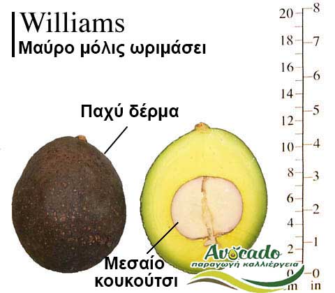 Williams, ΑΒΟΚΑΝΤΟ ΚΑΛΛΙΕΡΓΙΑ, ΚΑΛΛΙΕΡΓΕΙΑ ΤΙMH ΑΓΟΡΑ, ΔΕΝΤΡΟ / ΔΕΝΔΡΟ ΦΥΤΟ, Ελλάδα, Κρήτη, Χανιά