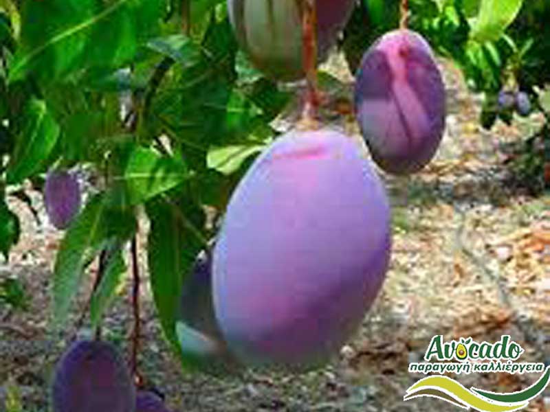 mango,osteen, μάγκο, μάνγκο, ΚΑΛΛΙΕΡΓΙΑ, ΚΑΛΛΙΕΡΓΕΙΑ ΤΙMH ΑΓΟΡΑ, ΔΕΝΤΡΟ / ΔΕΝΔΡΟ ΦΥΤΟ, Ελλάδα, Κρήτη, Χανιά