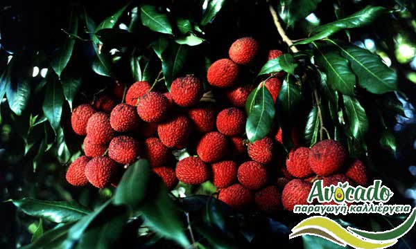 Παραγωγή καλιέργεια Λίτσι Litchi/Lychee, ΛΙΤΣΙ ΚΑΛΛΙΕΡΓΙΑ, ΚΑΛΛΙΕΡΓΕΙΑ ΤΙMH ΑΓΟΡΑ, ΔΕΝΤΡΟ / ΔΕΝΔΡΟ ΦΥΤΟ, Ελλάδα, Κρήτη, Χανιά