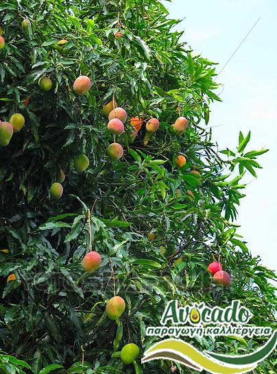 Μανγκο, mango,osteen, μάγκο, ΚΑΛΛΙΕΡΓΙΑ, ΚΑΛΛΙΕΡΓΕΙΑ ΤΙMH ΑΓΟΡΑ, ΔΕΝΤΡΟ / ΔΕΝΔΡΟ ΦΥΤΟ, Ελλάδα, Κρήτη, Χανιά