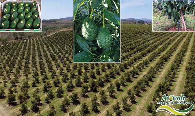 Malouma-hass-cultivation-Μαλουμα χασ καλλιέργεια-ελλαδα
