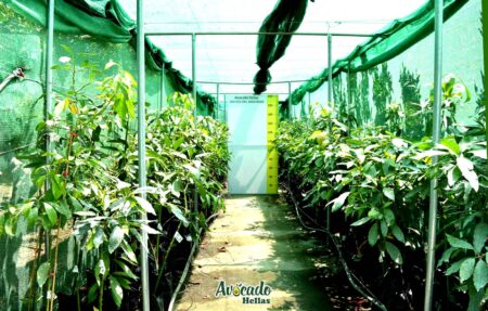 Αβοκάντο: καλλιέργεια και  χαρακτηριστικά