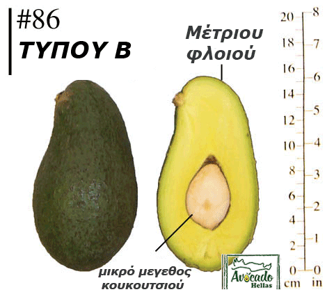 αβοκαντο ποικιλια 86 καλλιεργεια