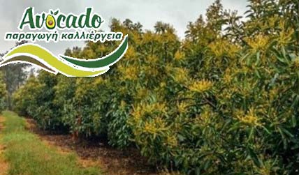 κλαδεμα καλλιεργεια αβοκαντο κρητη χανια