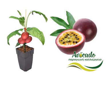Passion fruit, καλλιέργεια, χαρακτηριστικά, καρπός, φροντίδα Passion fruit, καλλιέργεια, χαρακτηριστικά, καρπός, φροντίδα