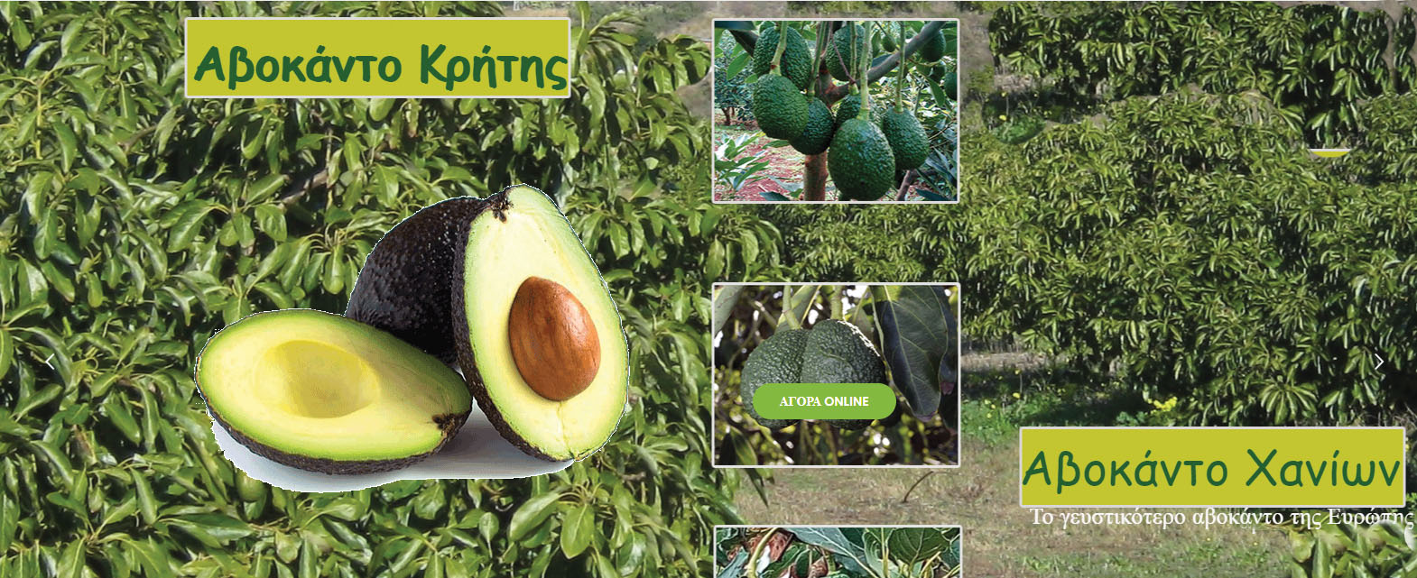 Avocado fruit, crops, plants recipes, cultivation