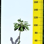 avocado-cultivation-tree-Greece-chania-kriti avocado-cultivation-tree-Greece-chania-kriti